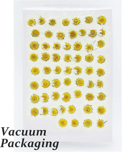 Large Size Golden Yellow Dried Sunflowers for Crafts Embellishment, Natural Real Pressed African Daisy for Resin DIY Jewellery Candle Making Phone Case Home Wedding Decor (3.14-3.54IN)