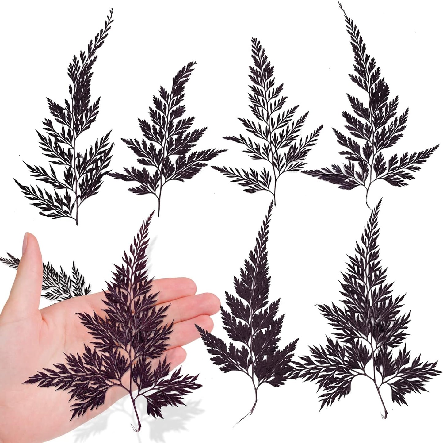 Large Size Golden Yellow Dried Sunflowers for Crafts Embellishment, Natural Real Pressed African Daisy for Resin DIY Jewellery Candle Making Phone Case Home Wedding Decor (3.14-3.54IN)