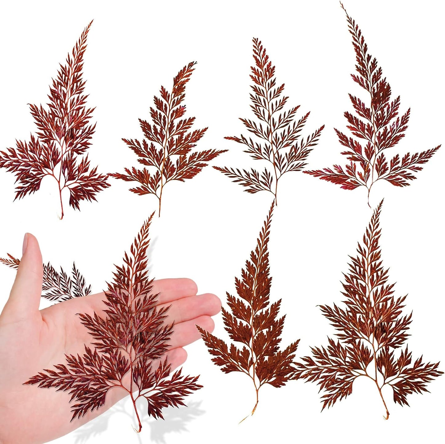 Large Size Golden Yellow Dried Sunflowers for Crafts Embellishment, Natural Real Pressed African Daisy for Resin DIY Jewellery Candle Making Phone Case Home Wedding Decor (3.14-3.54IN)