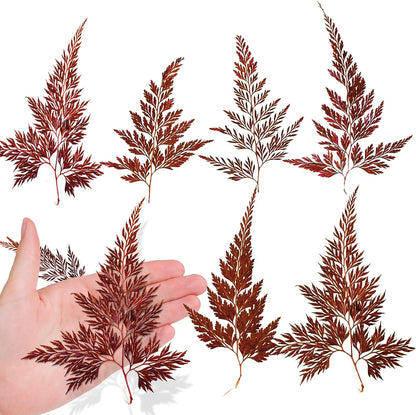 Large Size Golden Yellow Dried Sunflowers for Crafts Embellishment, Natural Real Pressed African Daisy for Resin DIY Jewellery Candle Making Phone Case Home Wedding Decor (3.14-3.54IN)
