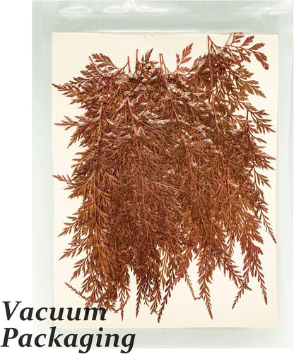 Large Size Golden Yellow Dried Sunflowers for Crafts Embellishment, Natural Real Pressed African Daisy for Resin DIY Jewellery Candle Making Phone Case Home Wedding Decor (3.14-3.54IN)
