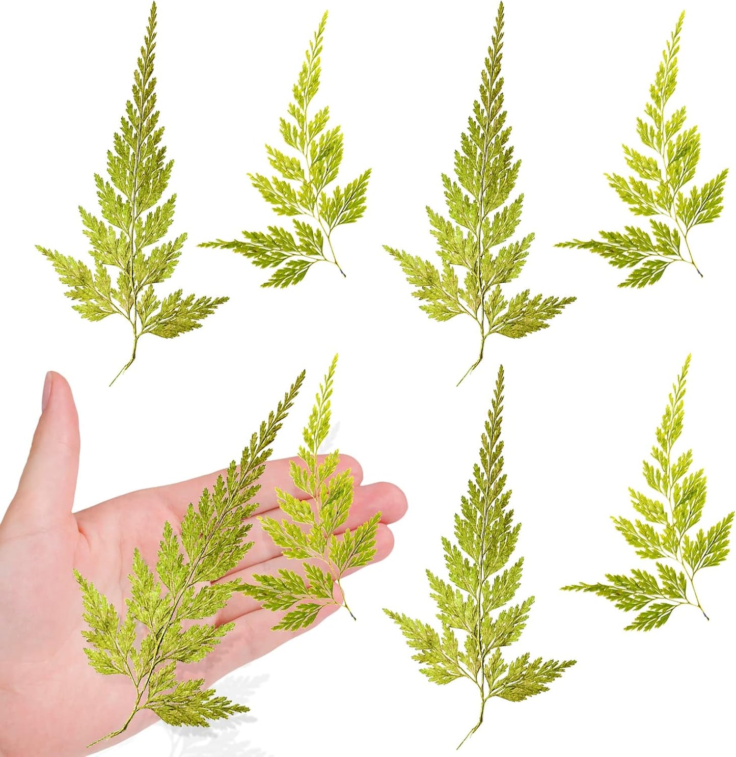 Large Size Golden Yellow Dried Sunflowers for Crafts Embellishment, Natural Real Pressed African Daisy for Resin DIY Jewellery Candle Making Phone Case Home Wedding Decor (3.14-3.54IN)
