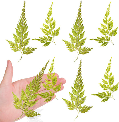 Large Size Golden Yellow Dried Sunflowers for Crafts Embellishment, Natural Real Pressed African Daisy for Resin DIY Jewellery Candle Making Phone Case Home Wedding Decor (3.14-3.54IN)