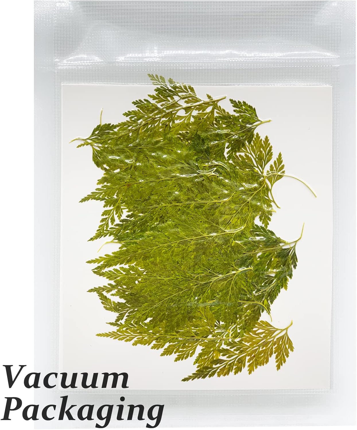 Large Size Golden Yellow Dried Sunflowers for Crafts Embellishment, Natural Real Pressed African Daisy for Resin DIY Jewellery Candle Making Phone Case Home Wedding Decor (3.14-3.54IN)