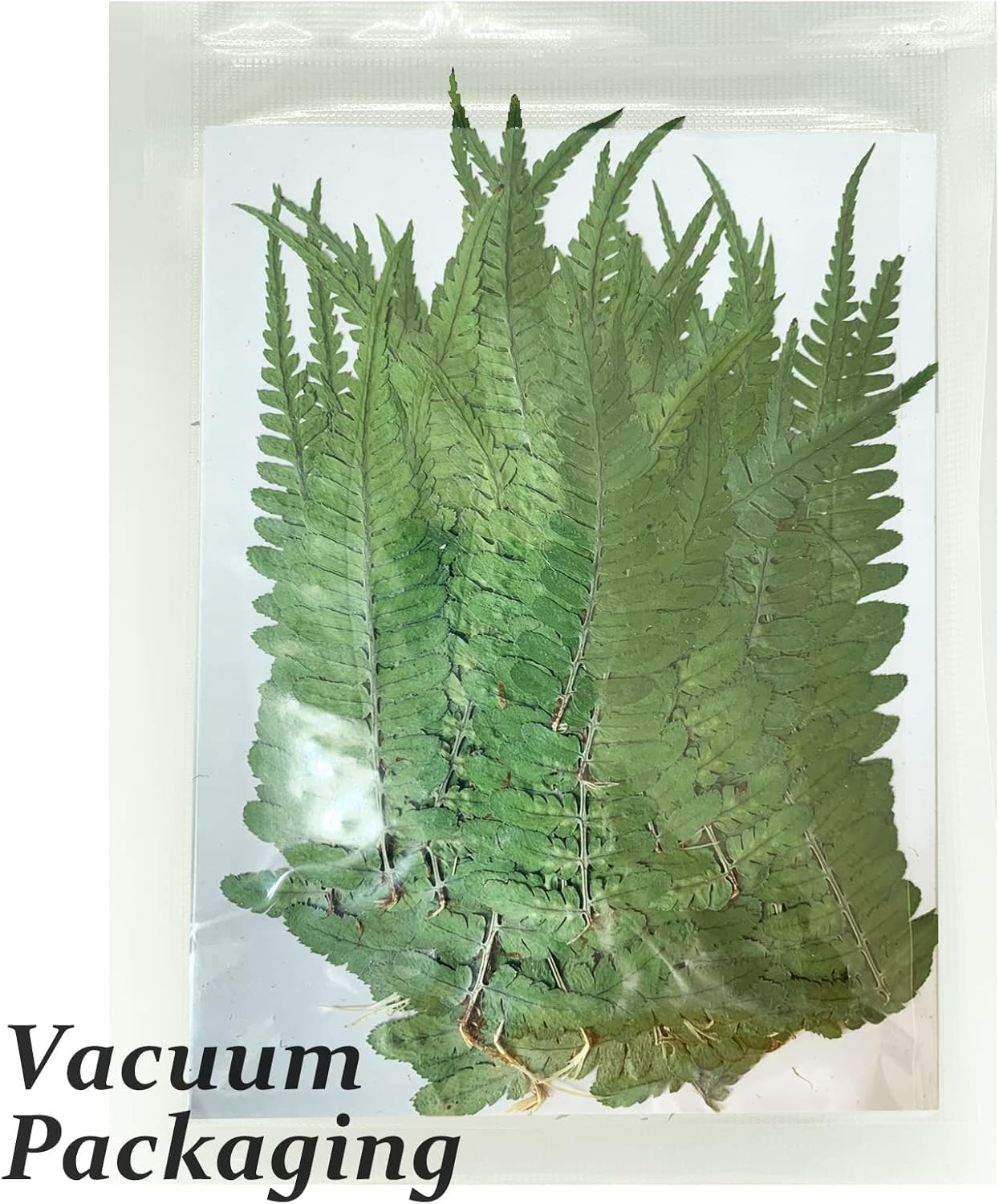 Large Size Golden Yellow Dried Sunflowers for Crafts Embellishment, Natural Real Pressed African Daisy for Resin DIY Jewellery Candle Making Phone Case Home Wedding Decor (3.14-3.54IN)