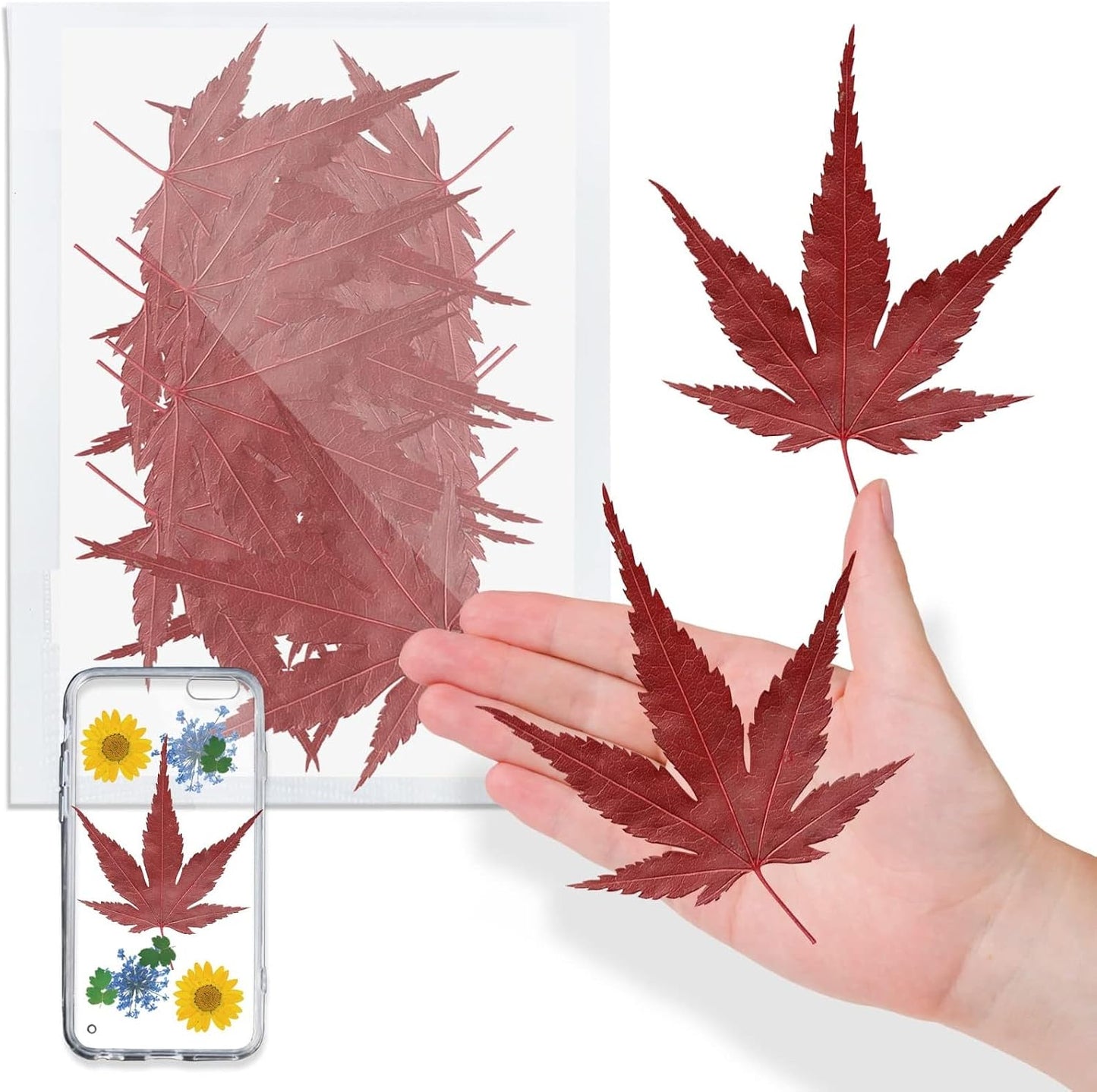 Large Size Golden Yellow Dried Sunflowers for Crafts Embellishment, Natural Real Pressed African Daisy for Resin DIY Jewellery Candle Making Phone Case Home Wedding Decor (3.14-3.54IN)