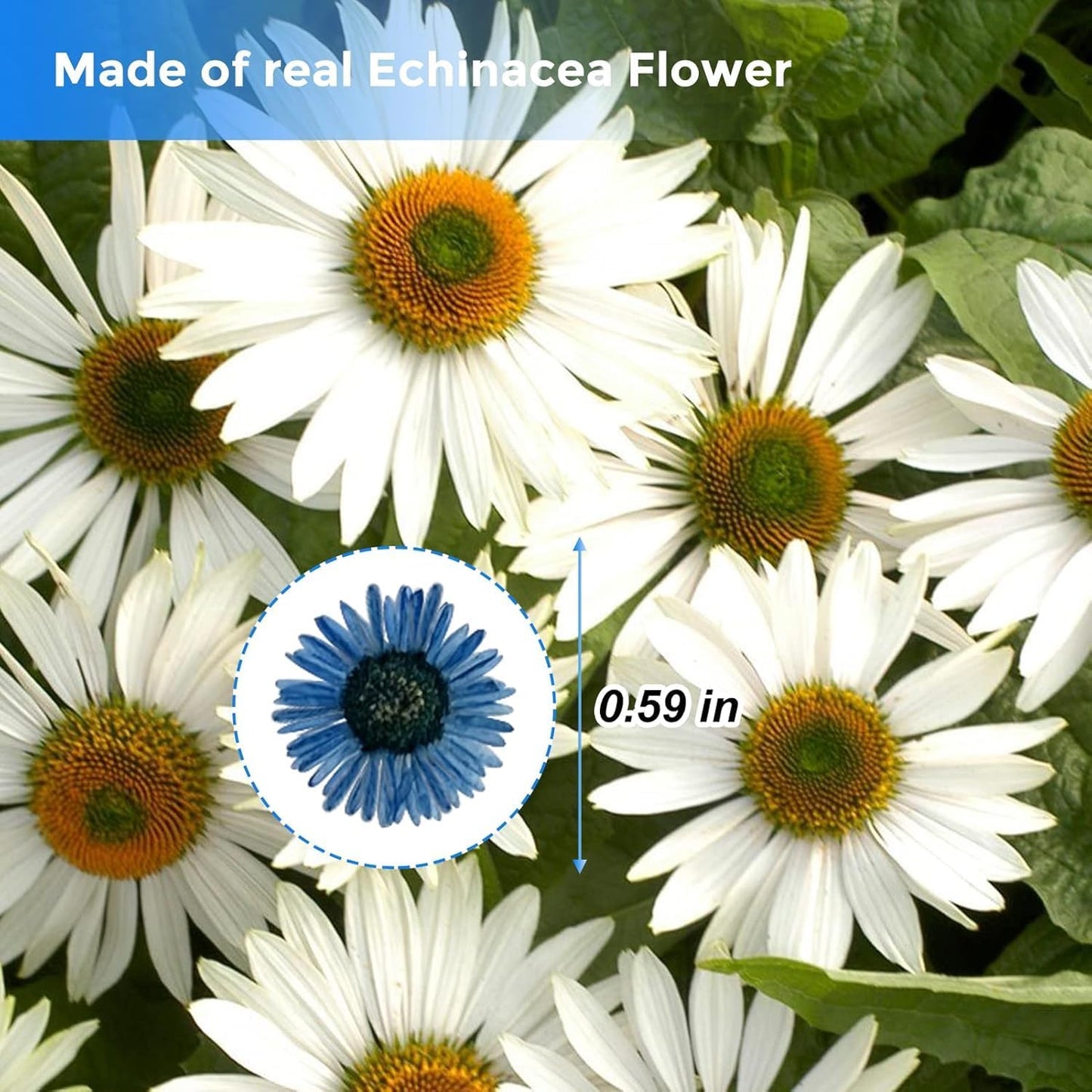 Large Size Golden Yellow Dried Sunflowers for Crafts Embellishment, Natural Real Pressed African Daisy for Resin DIY Jewellery Candle Making Phone Case Home Wedding Decor (3.14-3.54IN)