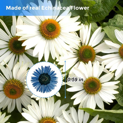 Large Size Golden Yellow Dried Sunflowers for Crafts Embellishment, Natural Real Pressed African Daisy for Resin DIY Jewellery Candle Making Phone Case Home Wedding Decor (3.14-3.54IN)