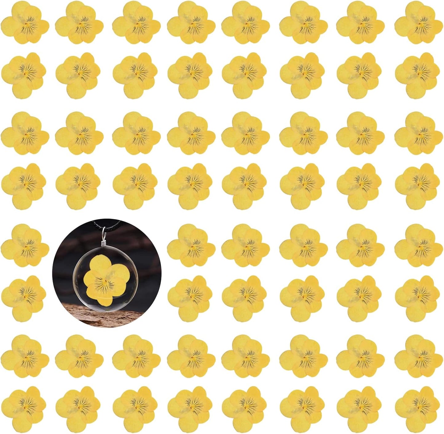 Large Size Golden Yellow Dried Sunflowers for Crafts Embellishment, Natural Real Pressed African Daisy for Resin DIY Jewellery Candle Making Phone Case Home Wedding Decor (3.14-3.54IN)