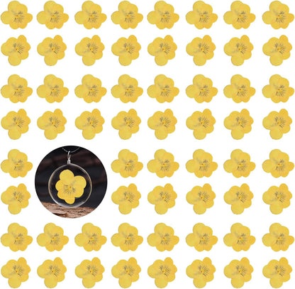 Large Size Golden Yellow Dried Sunflowers for Crafts Embellishment, Natural Real Pressed African Daisy for Resin DIY Jewellery Candle Making Phone Case Home Wedding Decor (3.14-3.54IN)