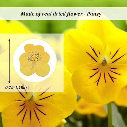 Large Size Golden Yellow Dried Sunflowers for Crafts Embellishment, Natural Real Pressed African Daisy for Resin DIY Jewellery Candle Making Phone Case Home Wedding Decor (3.14-3.54IN)