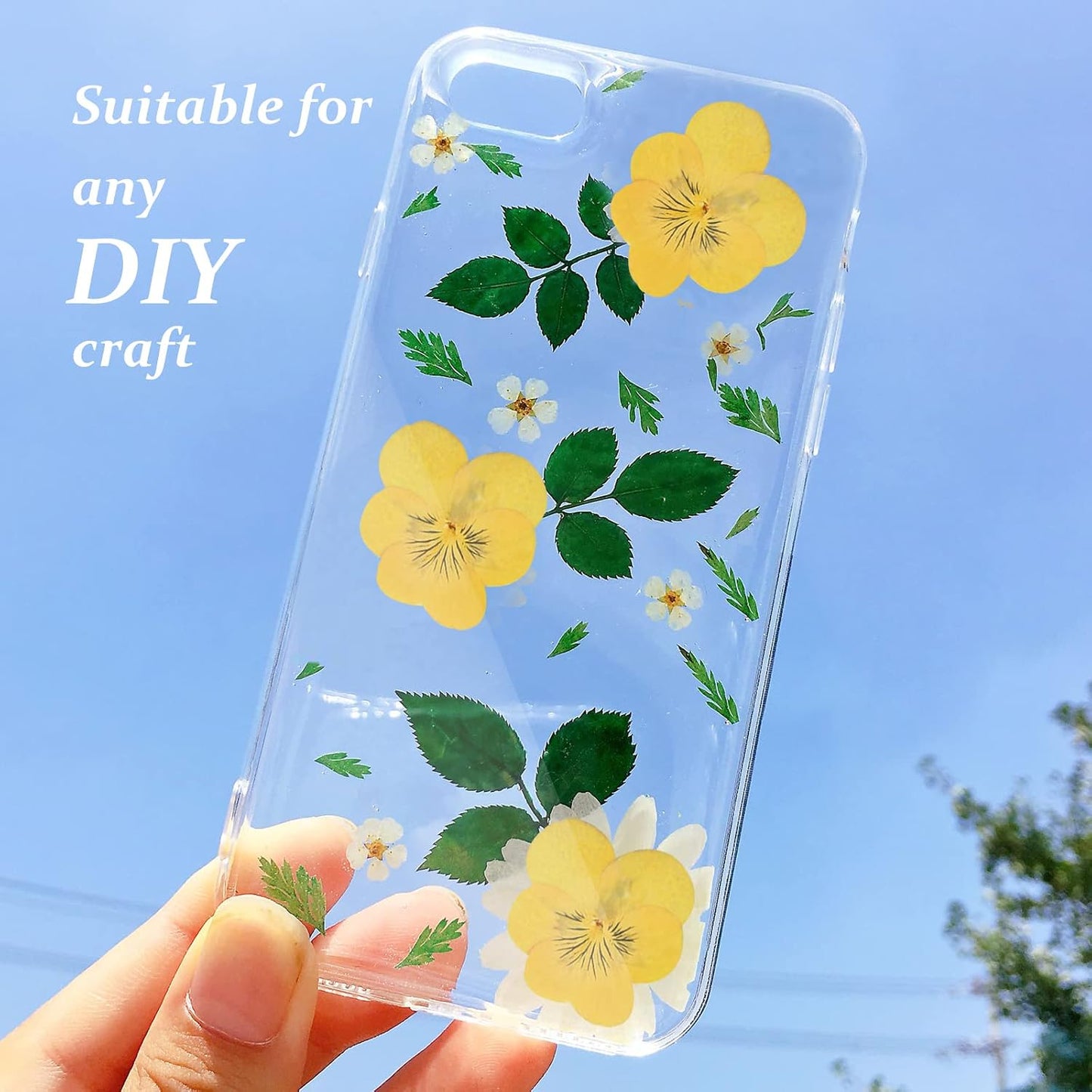Large Size Golden Yellow Dried Sunflowers for Crafts Embellishment, Natural Real Pressed African Daisy for Resin DIY Jewellery Candle Making Phone Case Home Wedding Decor (3.14-3.54IN)