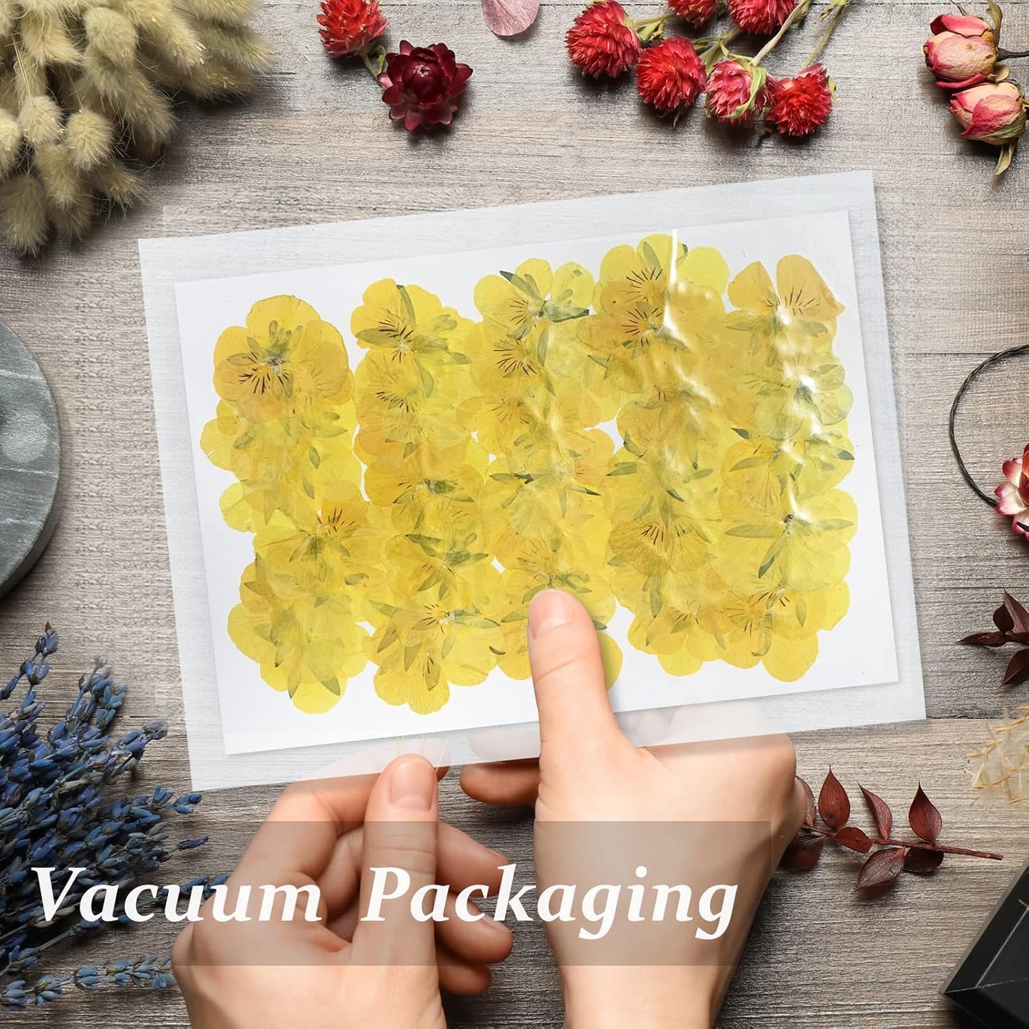 Large Size Golden Yellow Dried Sunflowers for Crafts Embellishment, Natural Real Pressed African Daisy for Resin DIY Jewellery Candle Making Phone Case Home Wedding Decor (3.14-3.54IN)