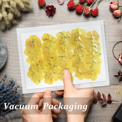 Large Size Golden Yellow Dried Sunflowers for Crafts Embellishment, Natural Real Pressed African Daisy for Resin DIY Jewellery Candle Making Phone Case Home Wedding Decor (3.14-3.54IN)
