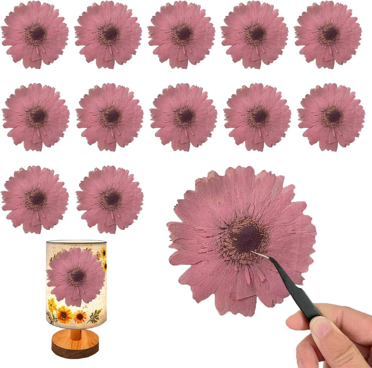 Large Size Golden Yellow Dried Sunflowers for Crafts Embellishment, Natural Real Pressed African Daisy for Resin DIY Jewellery Candle Making Phone Case Home Wedding Decor (3.14-3.54IN)