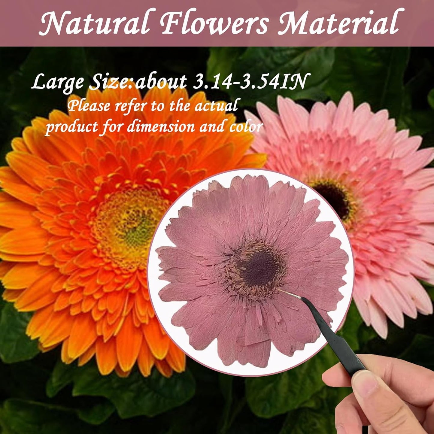 Large Size Golden Yellow Dried Sunflowers for Crafts Embellishment, Natural Real Pressed African Daisy for Resin DIY Jewellery Candle Making Phone Case Home Wedding Decor (3.14-3.54IN)