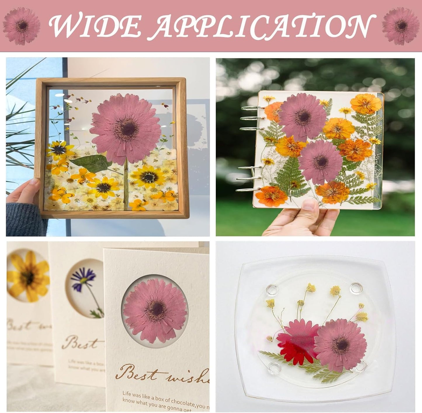 Large Size Golden Yellow Dried Sunflowers for Crafts Embellishment, Natural Real Pressed African Daisy for Resin DIY Jewellery Candle Making Phone Case Home Wedding Decor (3.14-3.54IN)