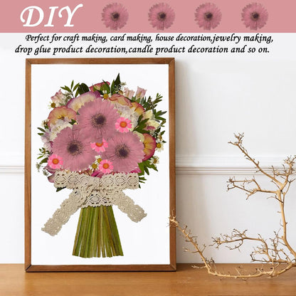 Large Size Golden Yellow Dried Sunflowers for Crafts Embellishment, Natural Real Pressed African Daisy for Resin DIY Jewellery Candle Making Phone Case Home Wedding Decor (3.14-3.54IN)