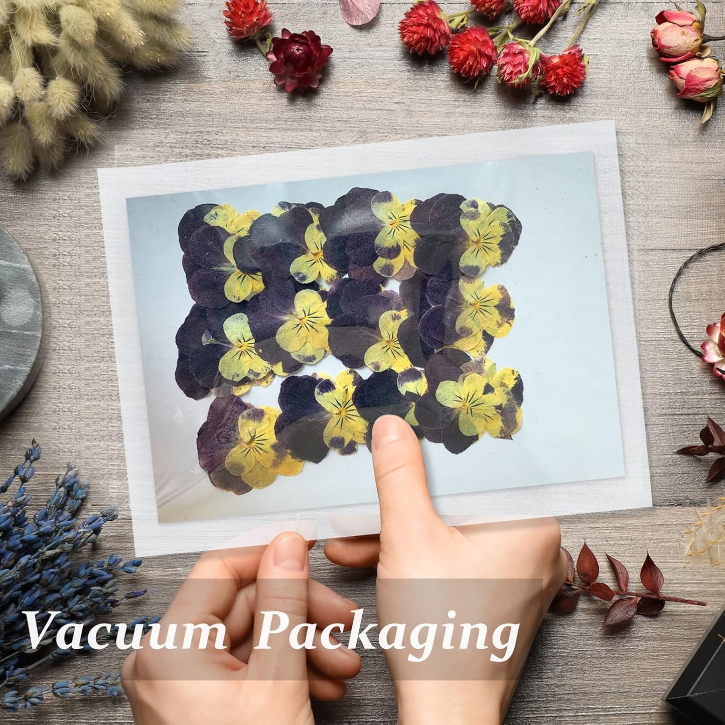 Large Size Golden Yellow Dried Sunflowers for Crafts Embellishment, Natural Real Pressed African Daisy for Resin DIY Jewellery Candle Making Phone Case Home Wedding Decor (3.14-3.54IN)