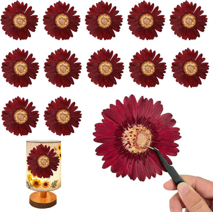 Large Size Golden Yellow Dried Sunflowers for Crafts Embellishment, Natural Real Pressed African Daisy for Resin DIY Jewellery Candle Making Phone Case Home Wedding Decor (3.14-3.54IN)