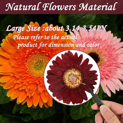 Large Size Golden Yellow Dried Sunflowers for Crafts Embellishment, Natural Real Pressed African Daisy for Resin DIY Jewellery Candle Making Phone Case Home Wedding Decor (3.14-3.54IN)