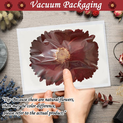 Large Size Golden Yellow Dried Sunflowers for Crafts Embellishment, Natural Real Pressed African Daisy for Resin DIY Jewellery Candle Making Phone Case Home Wedding Decor (3.14-3.54IN)