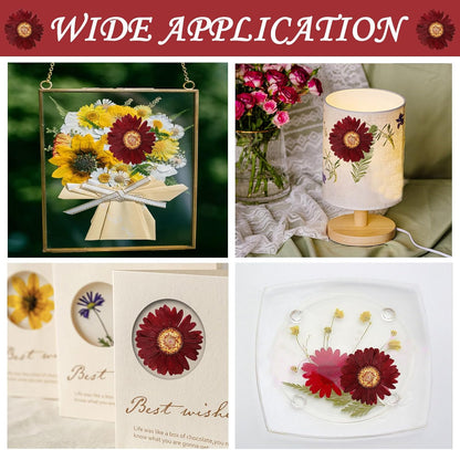 Large Size Golden Yellow Dried Sunflowers for Crafts Embellishment, Natural Real Pressed African Daisy for Resin DIY Jewellery Candle Making Phone Case Home Wedding Decor (3.14-3.54IN)
