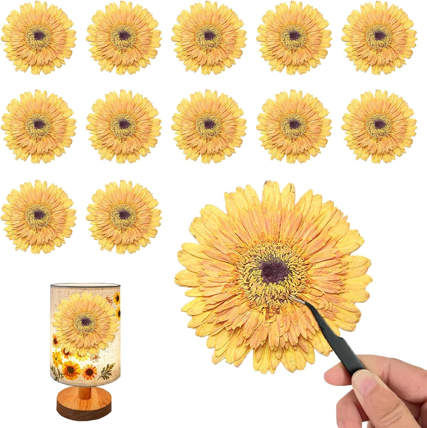 Large Size Golden Yellow Dried Sunflowers for Crafts Embellishment, Natural Real Pressed African Daisy for Resin DIY Jewellery Candle Making Phone Case Home Wedding Decor (3.14-3.54IN)