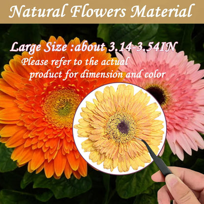 Large Size Golden Yellow Dried Sunflowers for Crafts Embellishment, Natural Real Pressed African Daisy for Resin DIY Jewellery Candle Making Phone Case Home Wedding Decor (3.14-3.54IN)