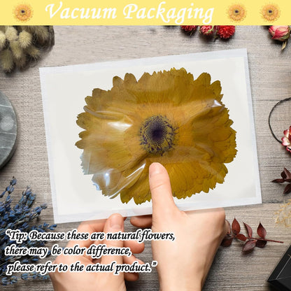 Large Size Golden Yellow Dried Sunflowers for Crafts Embellishment, Natural Real Pressed African Daisy for Resin DIY Jewellery Candle Making Phone Case Home Wedding Decor (3.14-3.54IN)