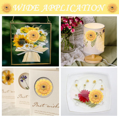Large Size Golden Yellow Dried Sunflowers for Crafts Embellishment, Natural Real Pressed African Daisy for Resin DIY Jewellery Candle Making Phone Case Home Wedding Decor (3.14-3.54IN)