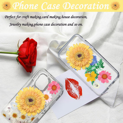 Large Size Golden Yellow Dried Sunflowers for Crafts Embellishment, Natural Real Pressed African Daisy for Resin DIY Jewellery Candle Making Phone Case Home Wedding Decor (3.14-3.54IN)