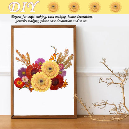 Large Size Golden Yellow Dried Sunflowers for Crafts Embellishment, Natural Real Pressed African Daisy for Resin DIY Jewellery Candle Making Phone Case Home Wedding Decor (3.14-3.54IN)