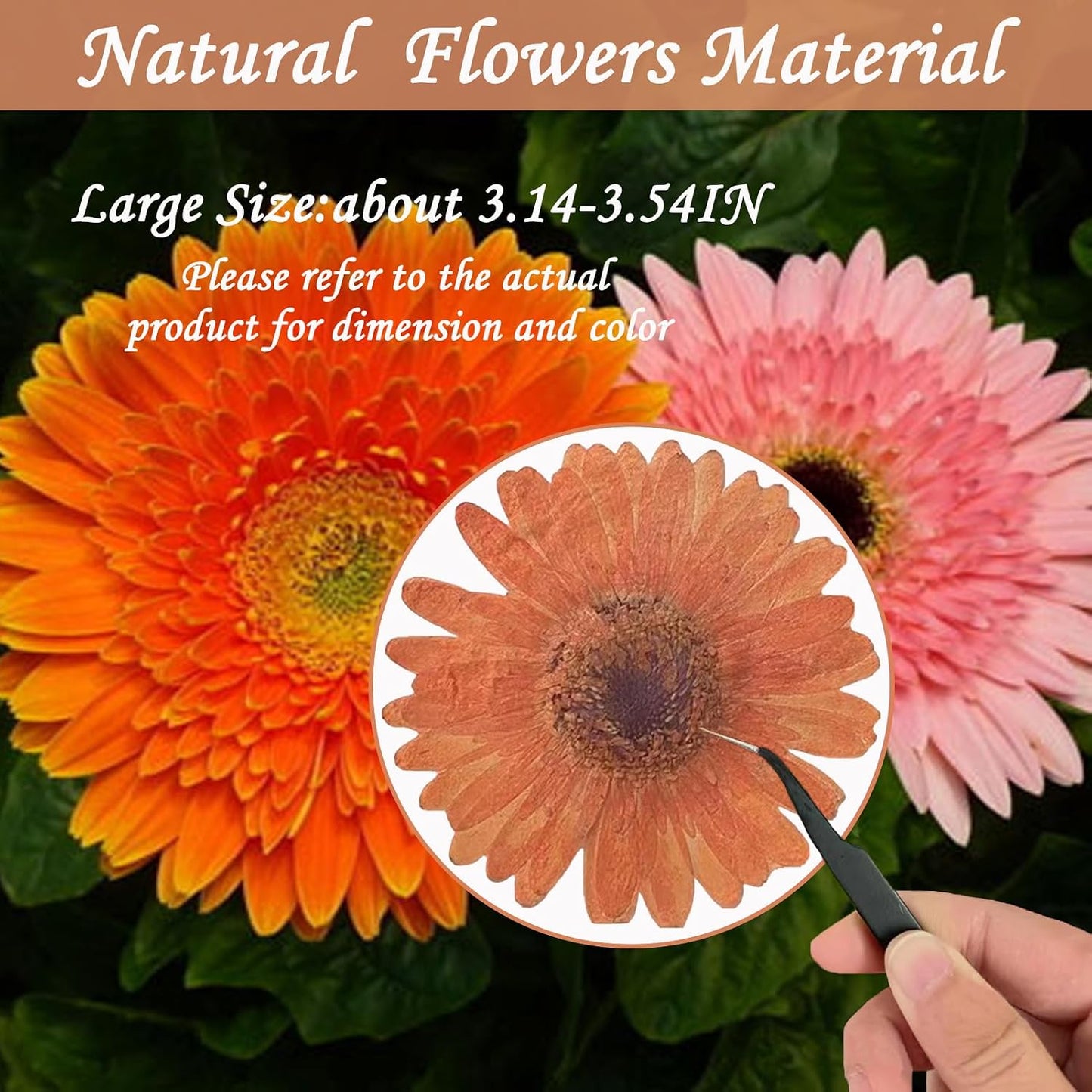 Large Size Golden Yellow Dried Sunflowers for Crafts Embellishment, Natural Real Pressed African Daisy for Resin DIY Jewellery Candle Making Phone Case Home Wedding Decor (3.14-3.54IN)