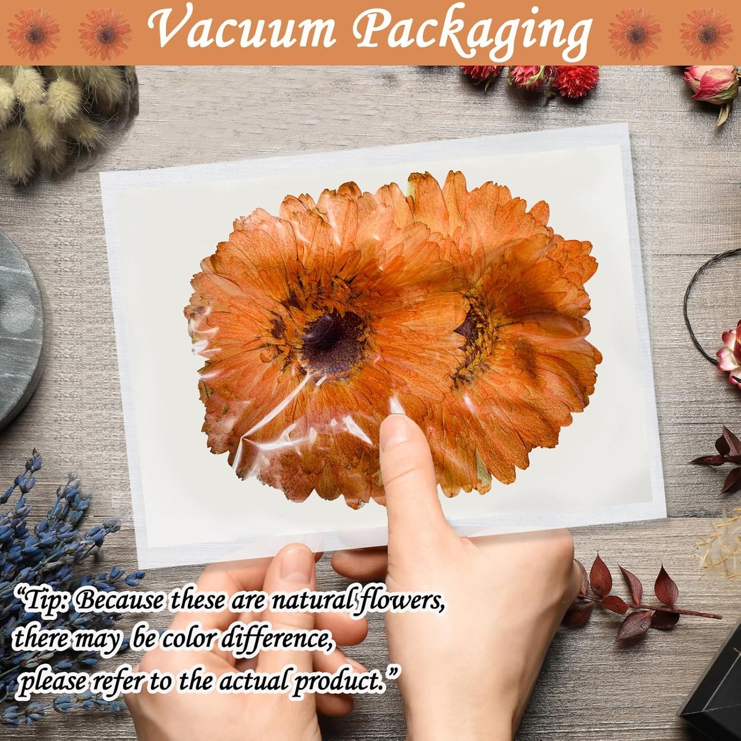 Large Size Golden Yellow Dried Sunflowers for Crafts Embellishment, Natural Real Pressed African Daisy for Resin DIY Jewellery Candle Making Phone Case Home Wedding Decor (3.14-3.54IN)