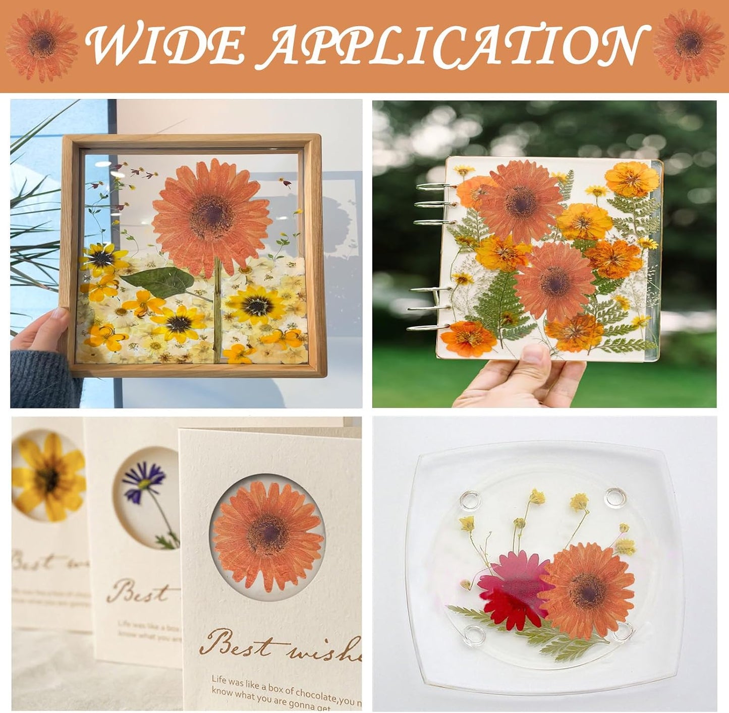 Large Size Golden Yellow Dried Sunflowers for Crafts Embellishment, Natural Real Pressed African Daisy for Resin DIY Jewellery Candle Making Phone Case Home Wedding Decor (3.14-3.54IN)