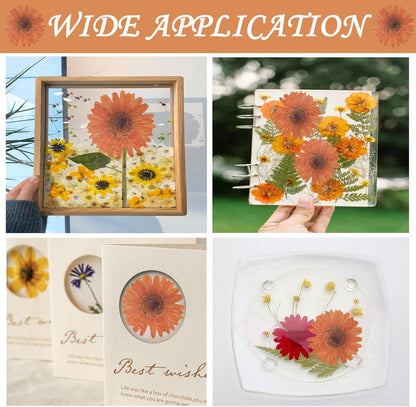 Large Size Golden Yellow Dried Sunflowers for Crafts Embellishment, Natural Real Pressed African Daisy for Resin DIY Jewellery Candle Making Phone Case Home Wedding Decor (3.14-3.54IN)