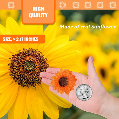 Large Size Golden Yellow Dried Sunflowers for Crafts Embellishment, Natural Real Pressed African Daisy for Resin DIY Jewellery Candle Making Phone Case Home Wedding Decor (3.14-3.54IN)