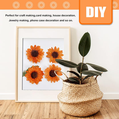 Large Size Golden Yellow Dried Sunflowers for Crafts Embellishment, Natural Real Pressed African Daisy for Resin DIY Jewellery Candle Making Phone Case Home Wedding Decor (3.14-3.54IN)