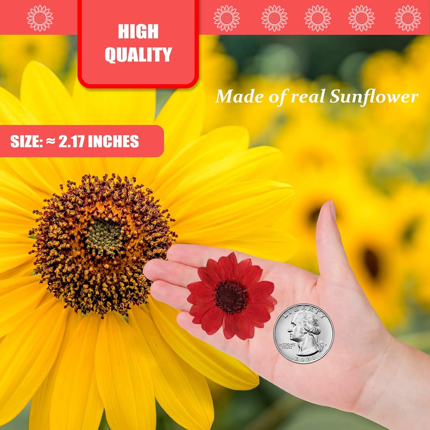 Large Size Golden Yellow Dried Sunflowers for Crafts Embellishment, Natural Real Pressed African Daisy for Resin DIY Jewellery Candle Making Phone Case Home Wedding Decor (3.14-3.54IN)
