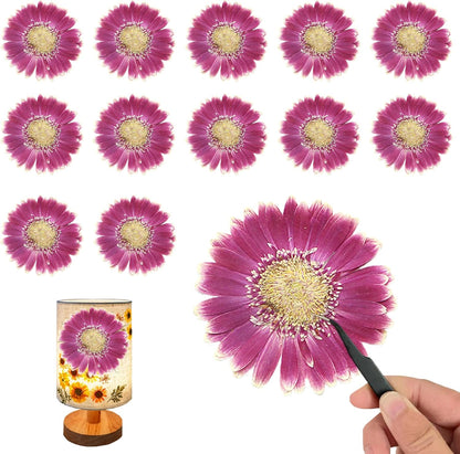 Large Size Golden Yellow Dried Sunflowers for Crafts Embellishment, Natural Real Pressed African Daisy for Resin DIY Jewellery Candle Making Phone Case Home Wedding Decor (3.14-3.54IN)
