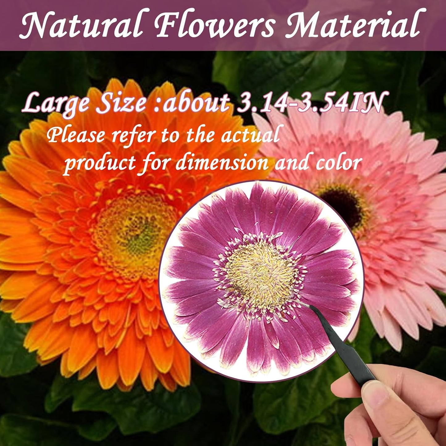 Large Size Golden Yellow Dried Sunflowers for Crafts Embellishment, Natural Real Pressed African Daisy for Resin DIY Jewellery Candle Making Phone Case Home Wedding Decor (3.14-3.54IN)
