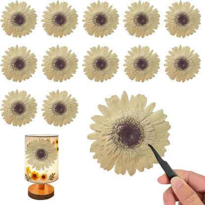 Large Size Golden Yellow Dried Sunflowers for Crafts Embellishment, Natural Real Pressed African Daisy for Resin DIY Jewellery Candle Making Phone Case Home Wedding Decor (3.14-3.54IN)