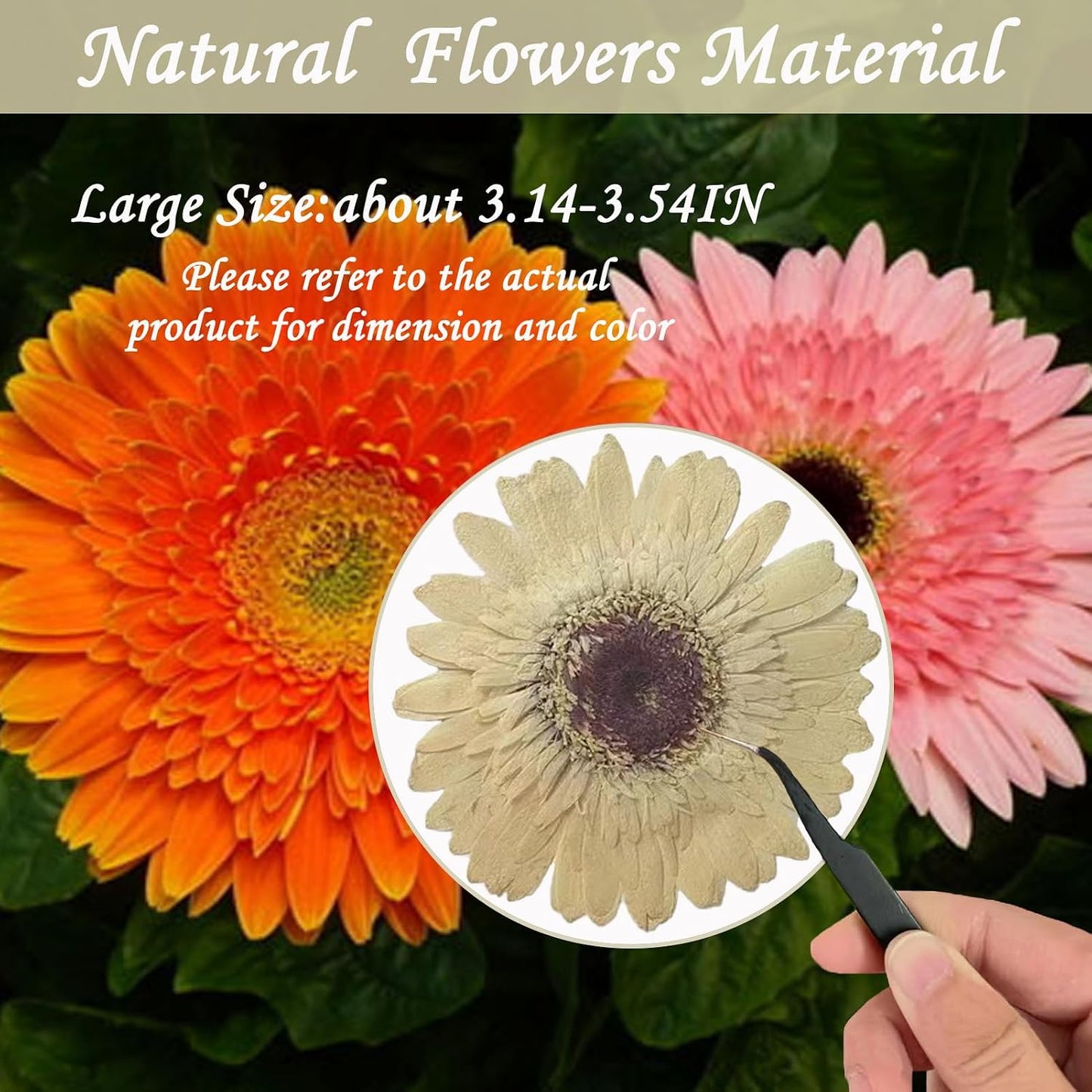 Large Size Golden Yellow Dried Sunflowers for Crafts Embellishment, Natural Real Pressed African Daisy for Resin DIY Jewellery Candle Making Phone Case Home Wedding Decor (3.14-3.54IN)