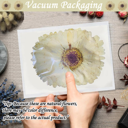 Large Size Golden Yellow Dried Sunflowers for Crafts Embellishment, Natural Real Pressed African Daisy for Resin DIY Jewellery Candle Making Phone Case Home Wedding Decor (3.14-3.54IN)