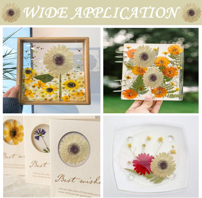 Large Size Golden Yellow Dried Sunflowers for Crafts Embellishment, Natural Real Pressed African Daisy for Resin DIY Jewellery Candle Making Phone Case Home Wedding Decor (3.14-3.54IN)