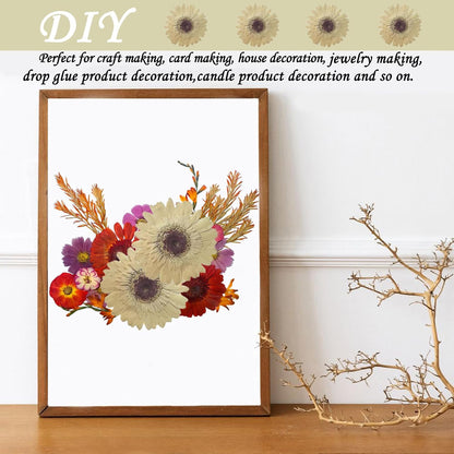Large Size Golden Yellow Dried Sunflowers for Crafts Embellishment, Natural Real Pressed African Daisy for Resin DIY Jewellery Candle Making Phone Case Home Wedding Decor (3.14-3.54IN)