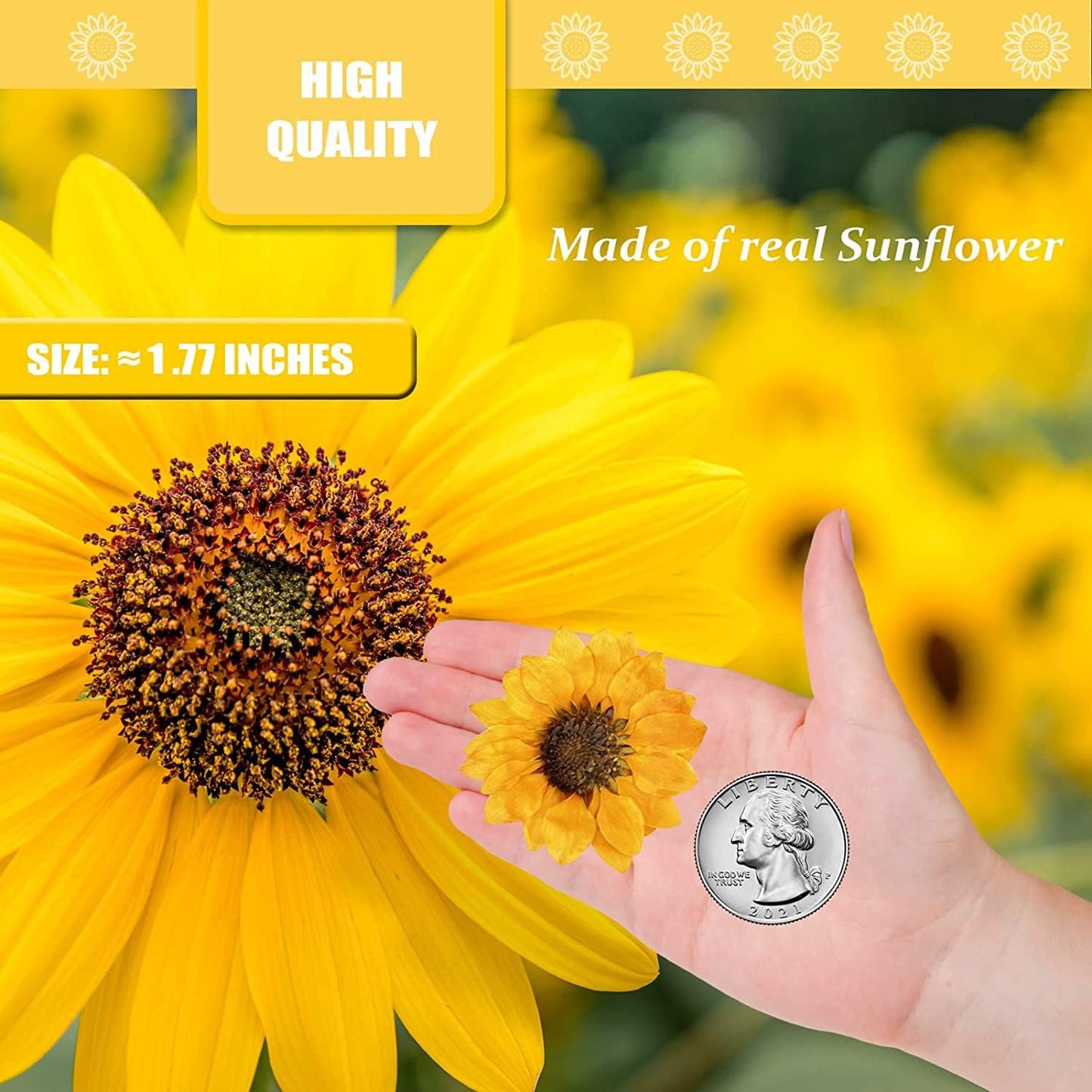 Large Size Golden Yellow Dried Sunflowers for Crafts Embellishment, Natural Real Pressed African Daisy for Resin DIY Jewellery Candle Making Phone Case Home Wedding Decor (3.14-3.54IN)