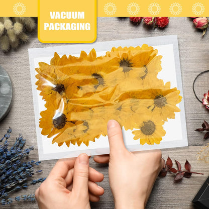 Large Size Golden Yellow Dried Sunflowers for Crafts Embellishment, Natural Real Pressed African Daisy for Resin DIY Jewellery Candle Making Phone Case Home Wedding Decor (3.14-3.54IN)