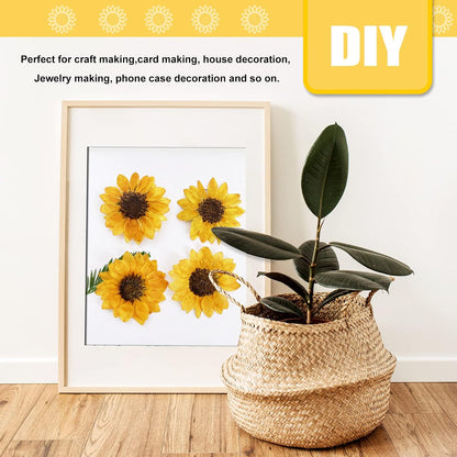 Large Size Golden Yellow Dried Sunflowers for Crafts Embellishment, Natural Real Pressed African Daisy for Resin DIY Jewellery Candle Making Phone Case Home Wedding Decor (3.14-3.54IN)
